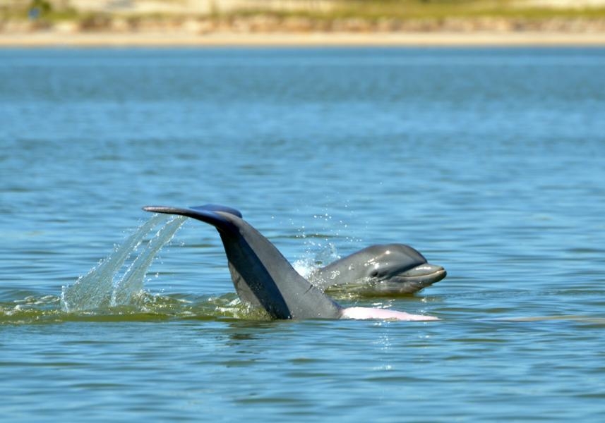 N4GNO  Dolphins, Dauphin Island, Gulf of Mexico, Alabama, U.S..