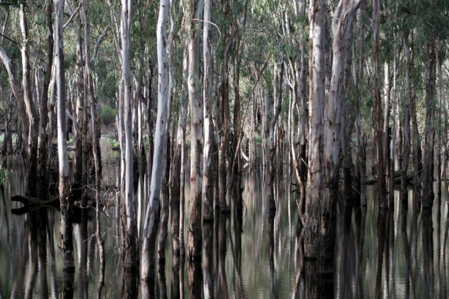 VK4PF/P Reflected Eucalypts, Lower Goulburn River National Park, near Echuca, Australia