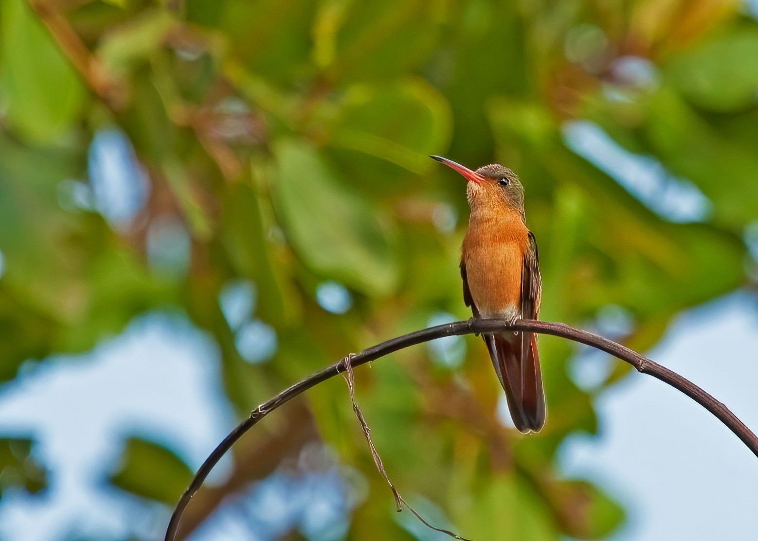 V31WK Cinnamon Hummingbird, Belize