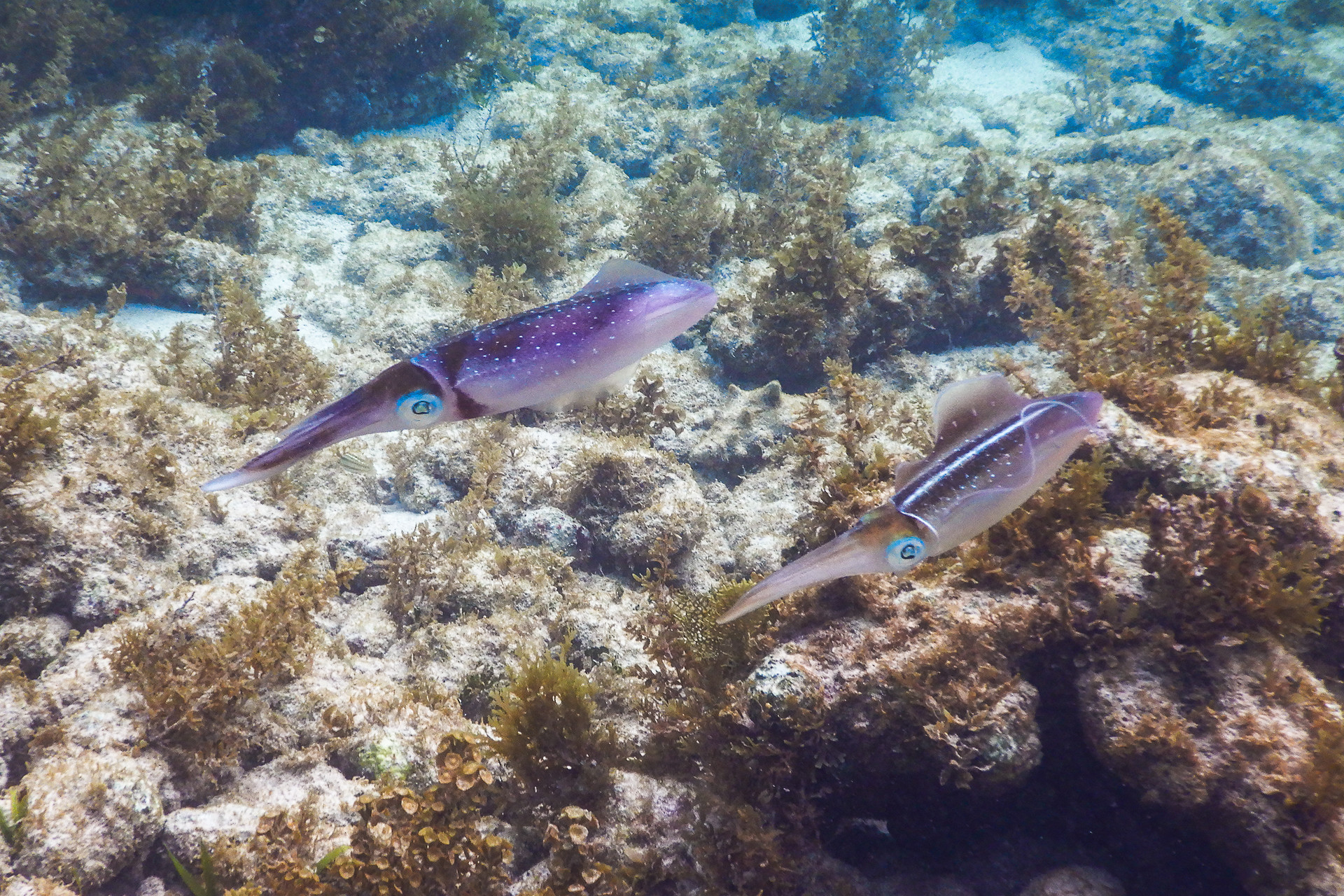 ZF2RX Caribbean Reef Squid, Spotts Beach, Grand Cayman Island, Cayman Islands