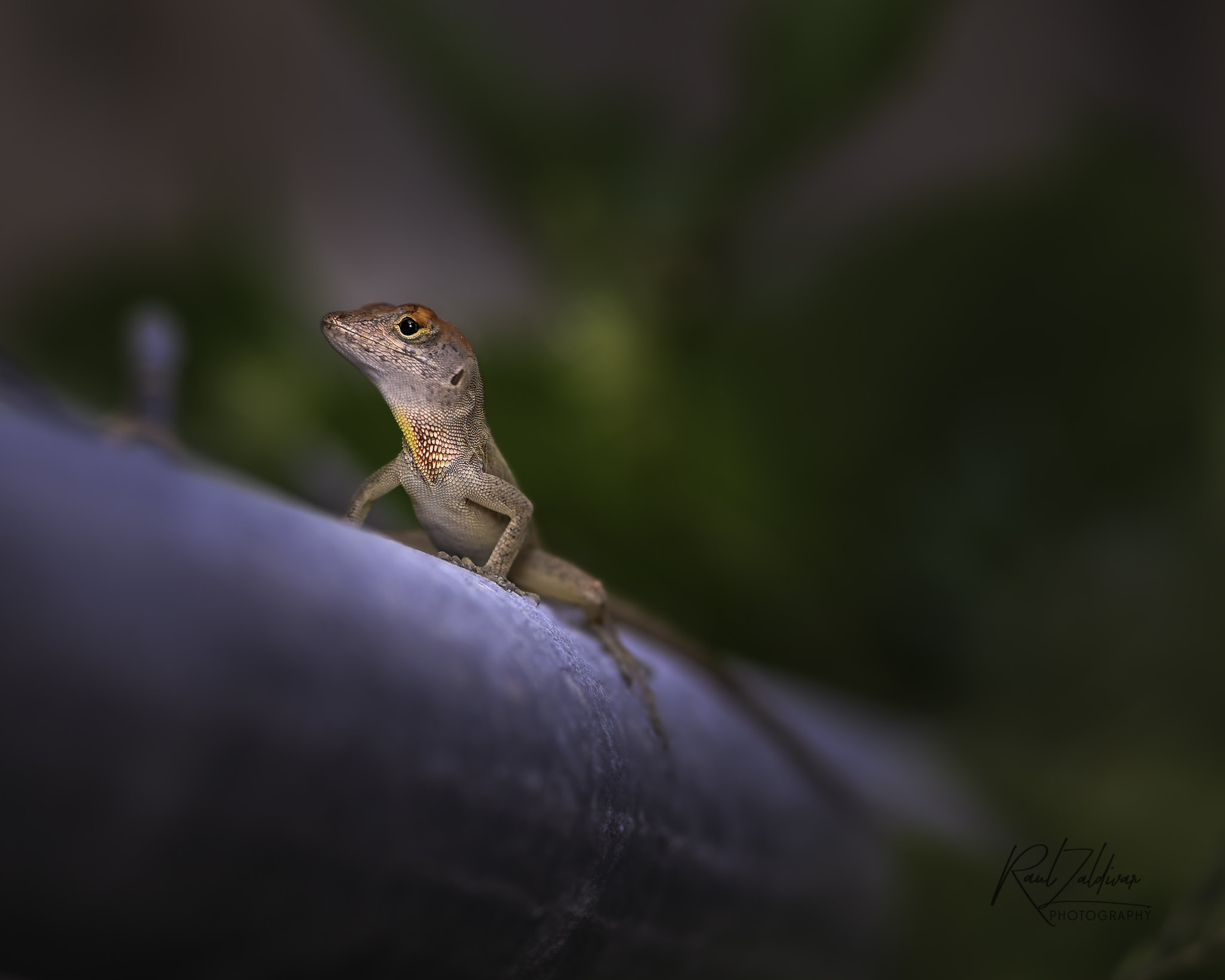 ZF2PC Brown Anole, Cayman Islands