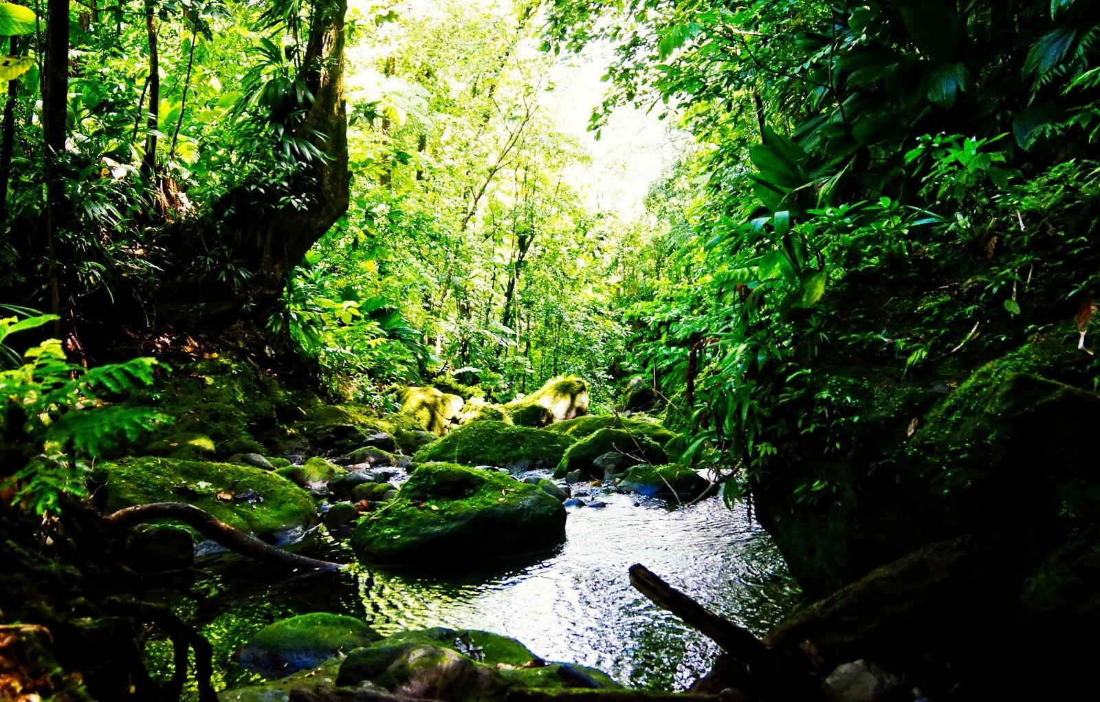J79MN Rainforest, Dominica Island