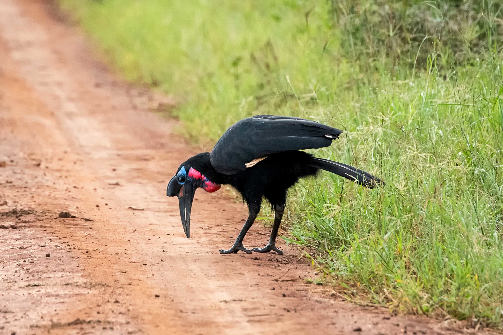 5X2H Abyssinian Hornbill, Uganda