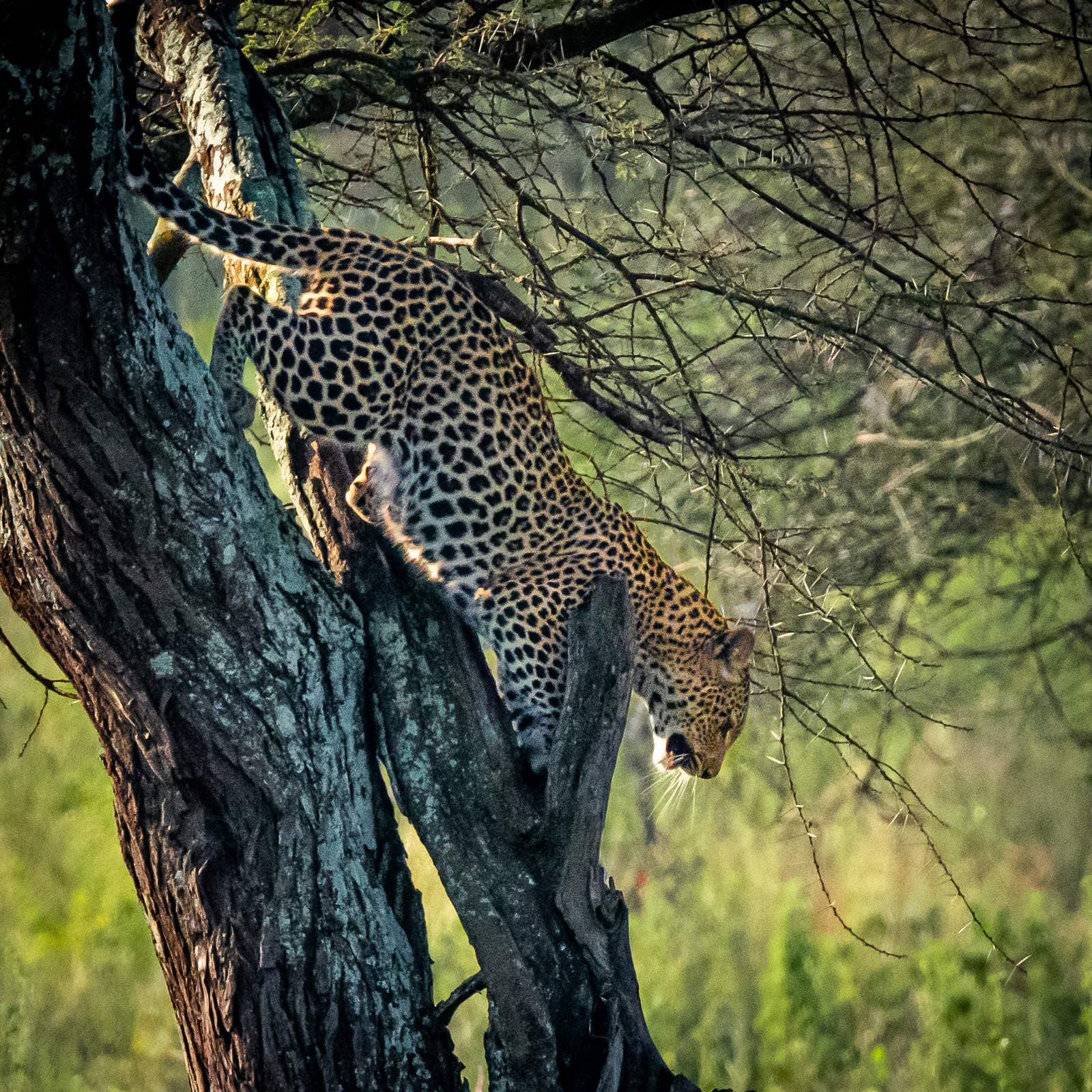 5H2RE Serengeti National Park, Tanzania