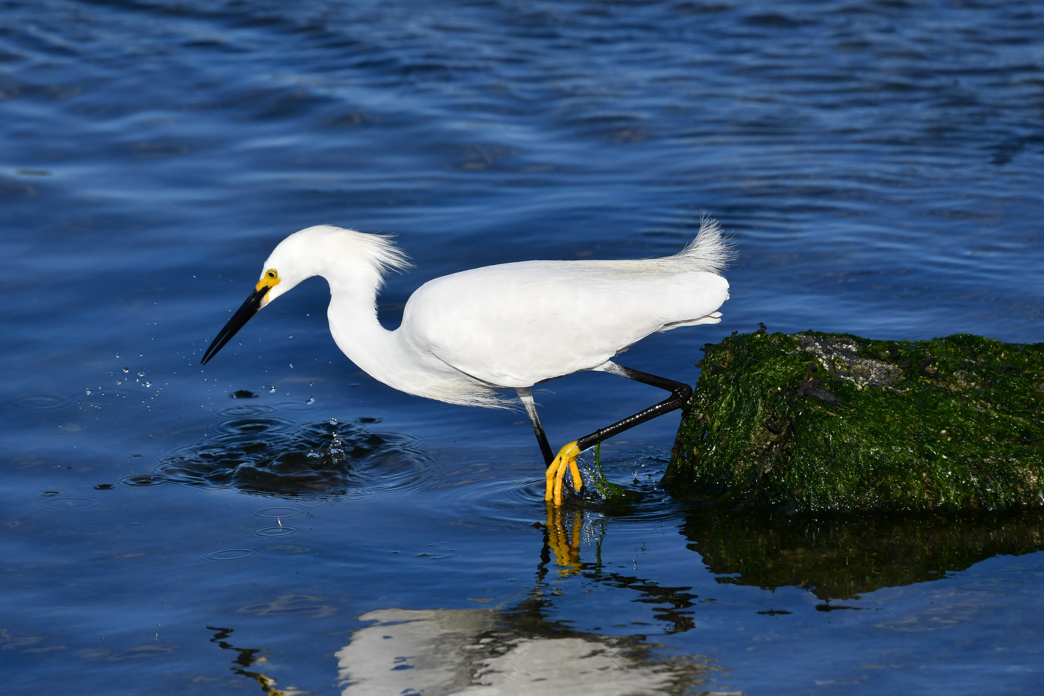 C6ARS Snowy Egret, Nassau, Providence Island, Bahamas