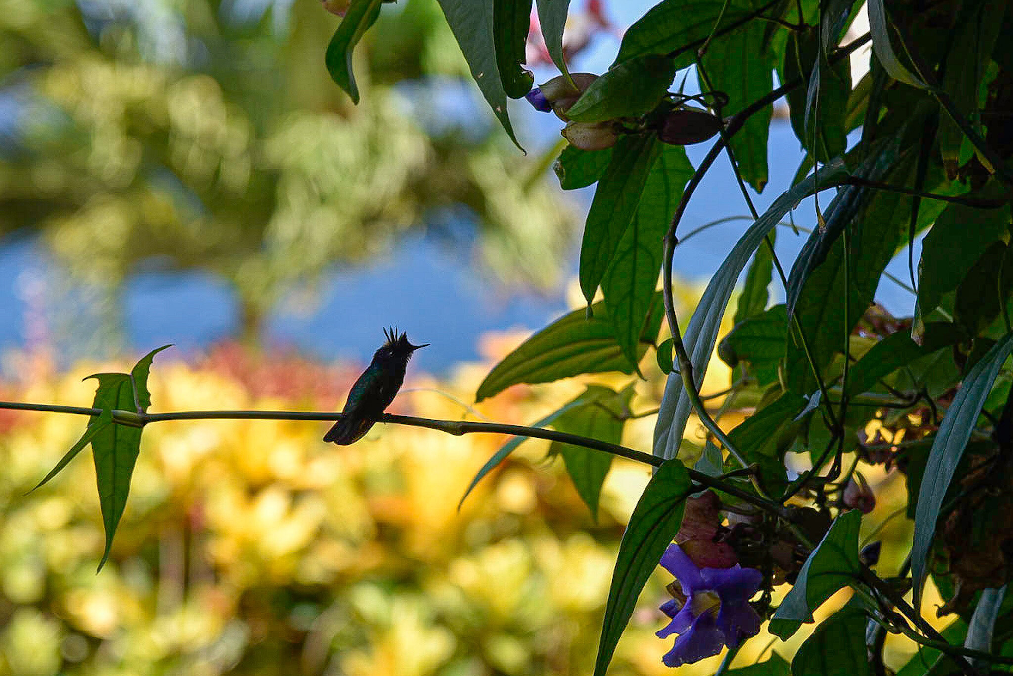 J3/N9GB Hummingbird, Grenada Island