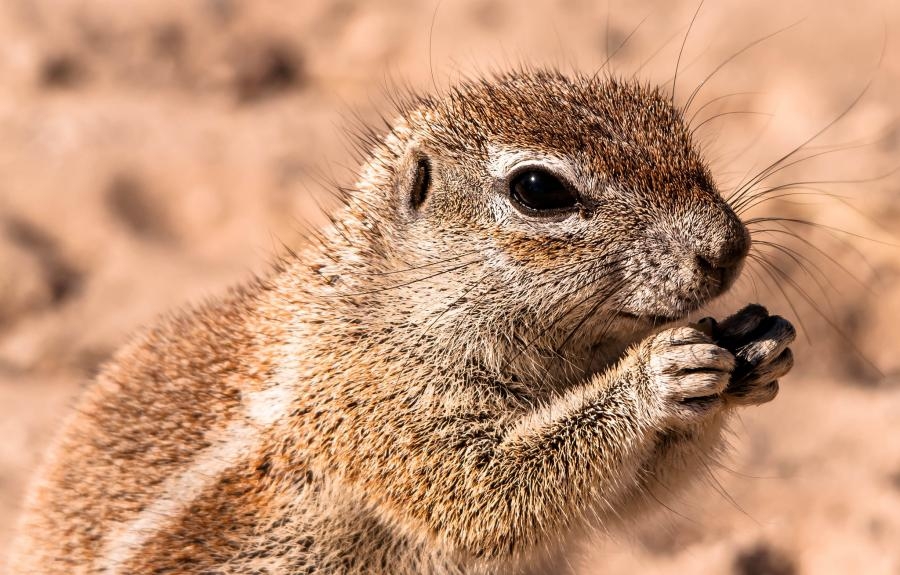 A25BE Ground Squirrel in the Kalahari, Botswana.