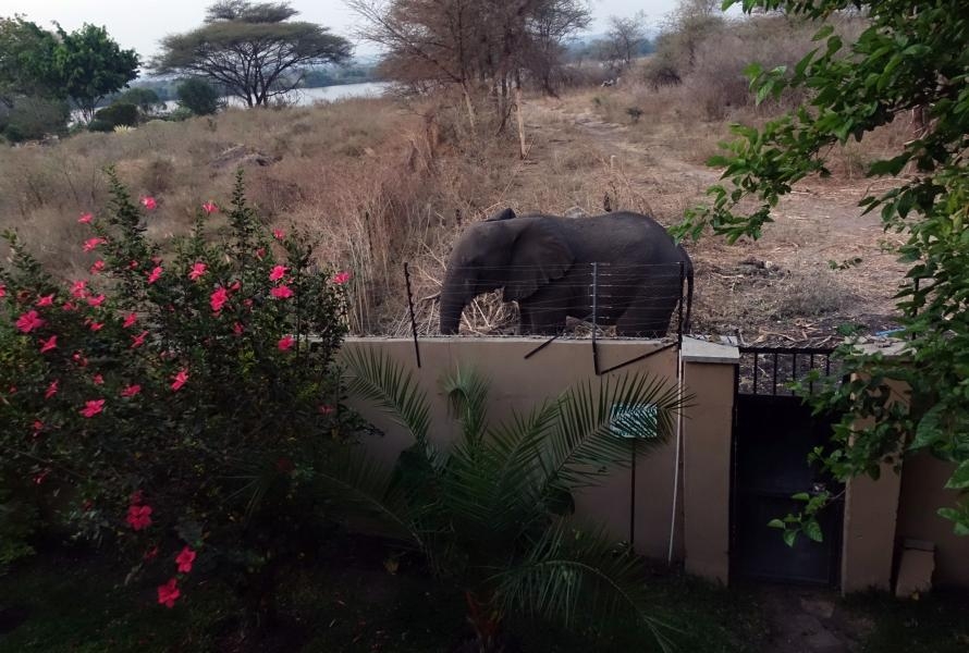 A25BE A25BI A25SP Botswana Elephant