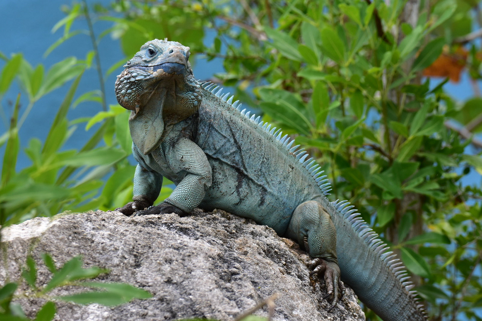 ZF2IX Blue Iguana, Cayman Islands