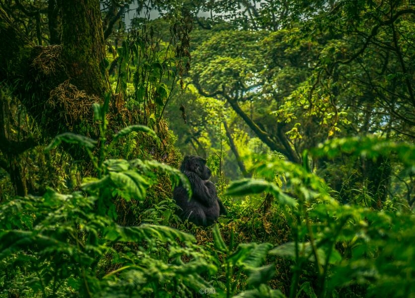9X9PJ/P Mountain Gorilla Rwanda