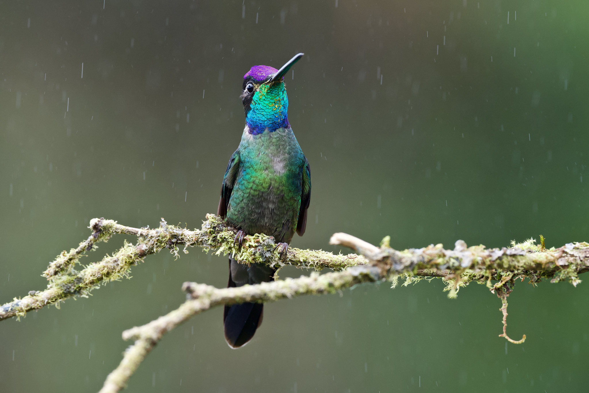 TI5GCO Talamanca Hummingbird, Costa Rica