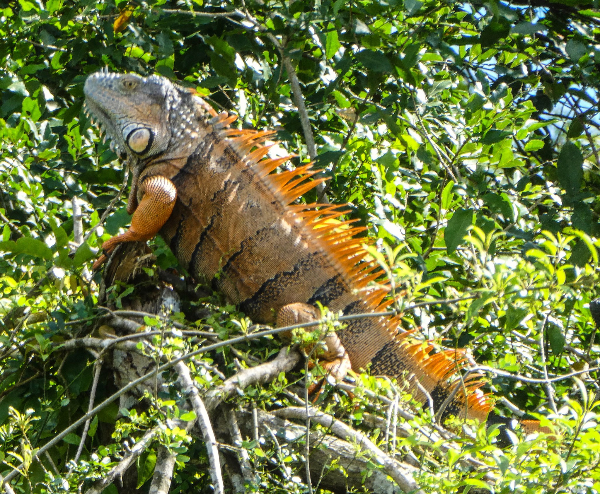 V31NA Male Iguana, New River, near Lamanai, Belize