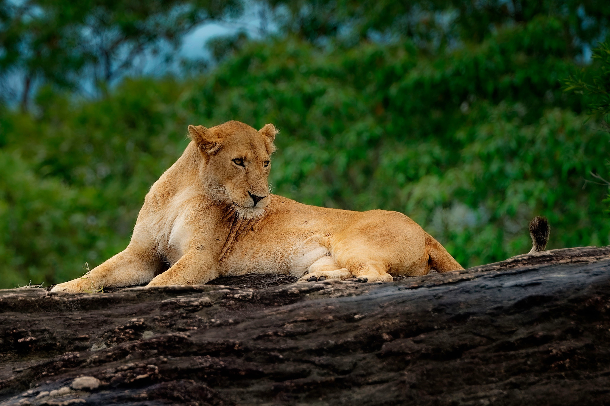 5XA1J Lioness, Kidepo, Uganda