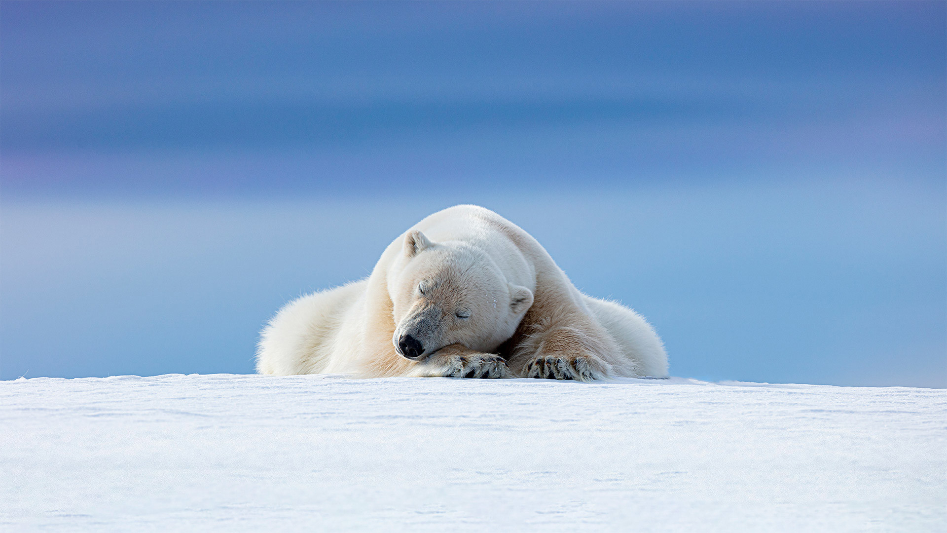 JW4EJA Polar Bear, Svalbard