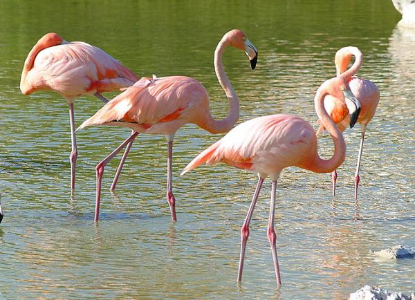 CO0RRC Cayo Coco Island, Flamingo