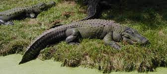 CO0RRC Cayo Coco Island Crocodile