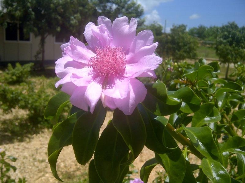 HI8PLE Pereskia Quiskeyana is the national Flower. (Rosa de Bayahibe) it's a cactus with leaves. Endemic, Santo Domingo, Dominican Republic.