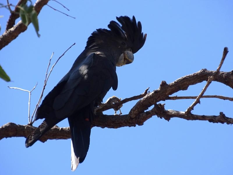 VK8/G0VJG Red tailed Black Cockatoo, Litchfield National Park, Northern Territory, Australia.