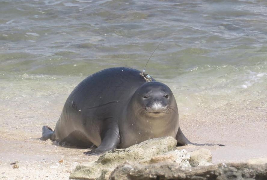 WH7W "Kaimana" (Hawaiian monk seal) at 2 months old, Honolulu, Oahu Island, Hawaiian Islands.