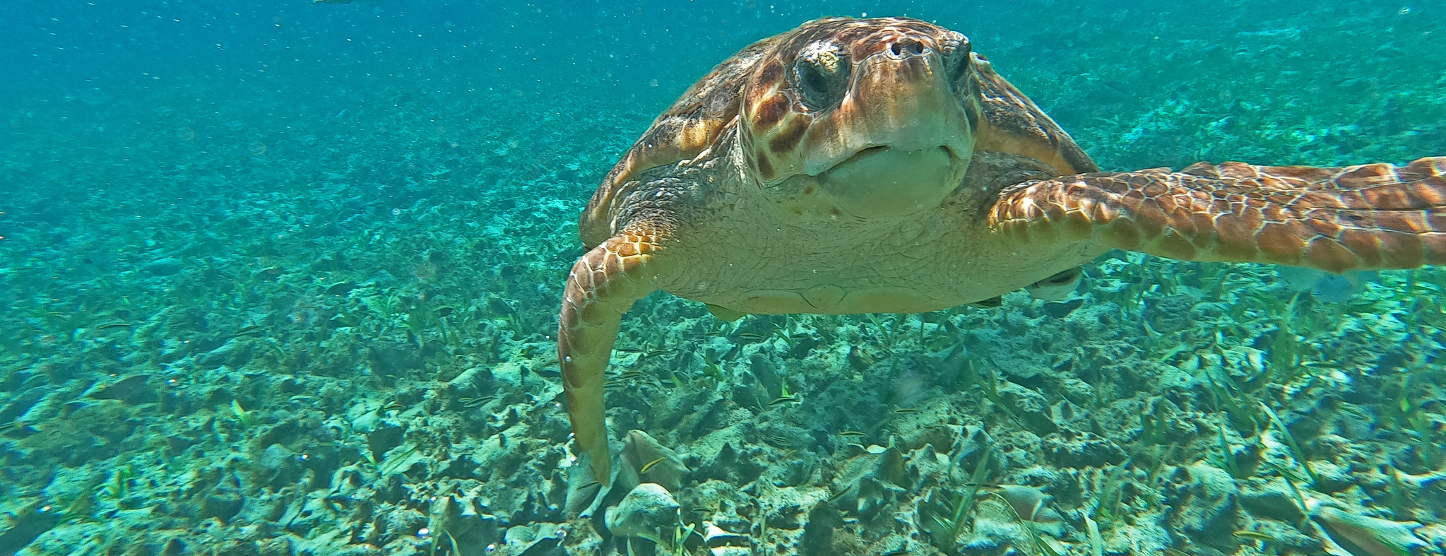 V31JN Sea Turtle, Belize
