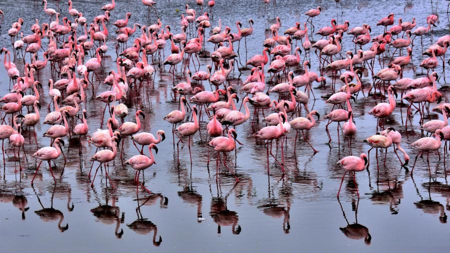 V51C Flamingos Walvis Bay Namibia