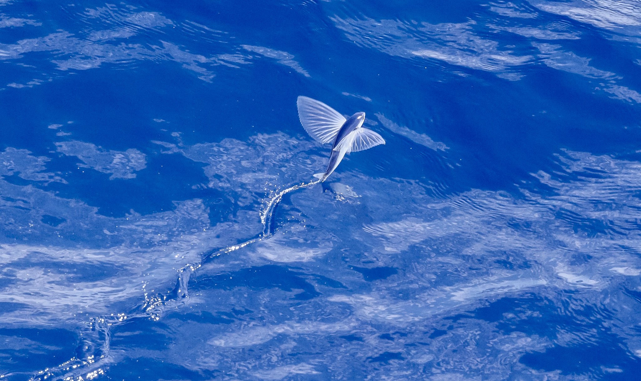 5W5W Flying fish, Samoa