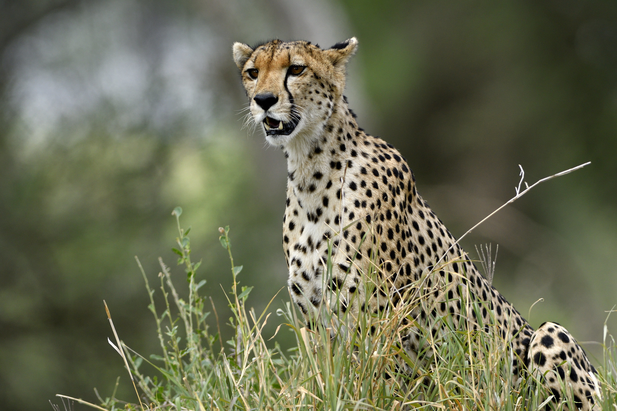 5H3PV Cheetah, Tarangire National Park, Tanzania