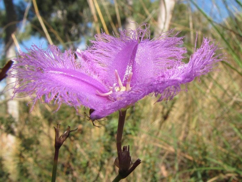 VK1LAJ Fringe-lily, Thysanotus tuberosus, Mount Majura Nature Reserve, Australia