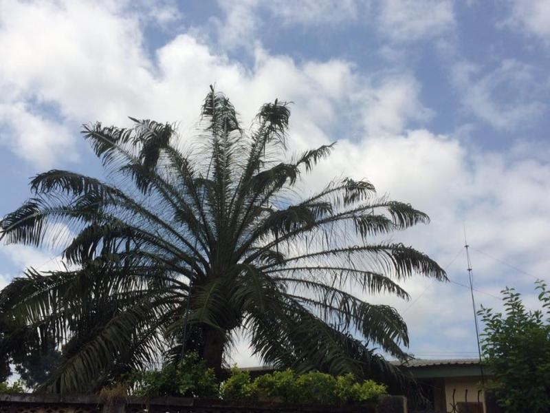 3XY4D Conakry Guinea Palm and Antenna