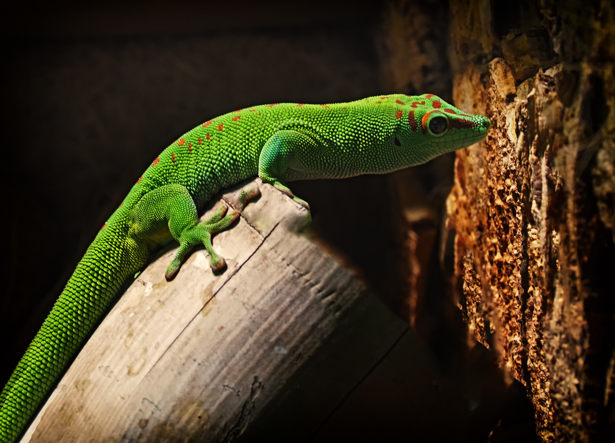 5R8SR Nosy Faly Island, Madagascar 5R8SR Nosy Faly Island, Madagascar