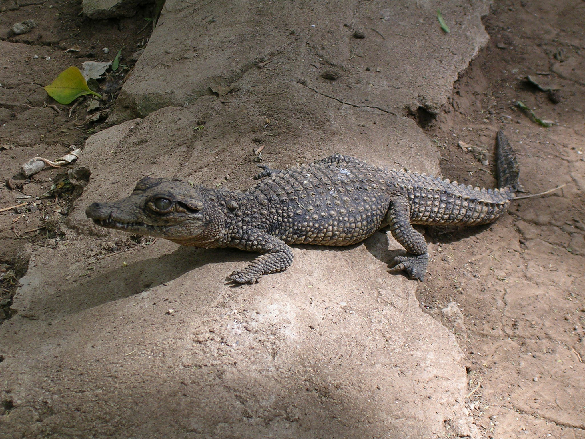 5H2MUA Arusha, Tanzania