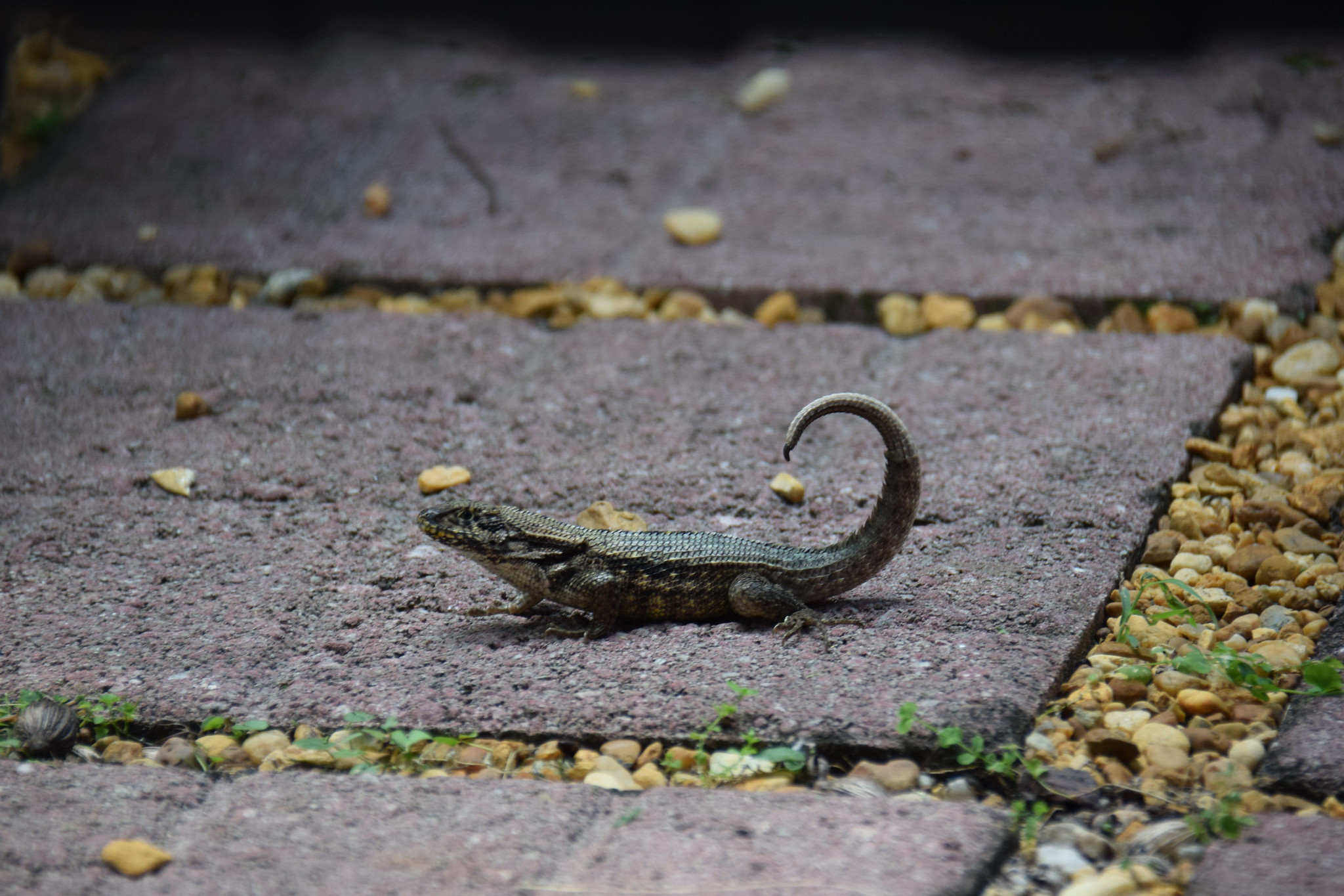 ZF2KM Cayman Islands ZF2KM Cayman Islands