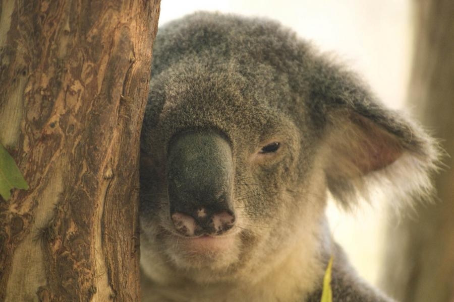 VK/HB9DQM/P Australia Koala DX News
