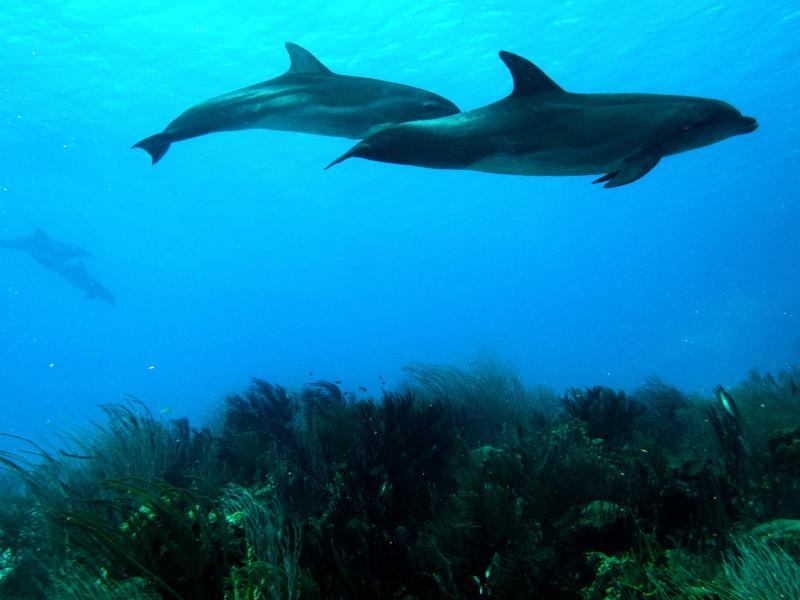 PJ4/DH8BQA Bonaire Island Dolphins DX News