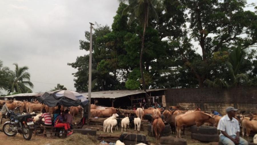 3XY4D Conakry Guinea Cattle Sales Image 33
