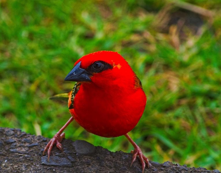FR/F4HQZ Reunion Island Cardinal