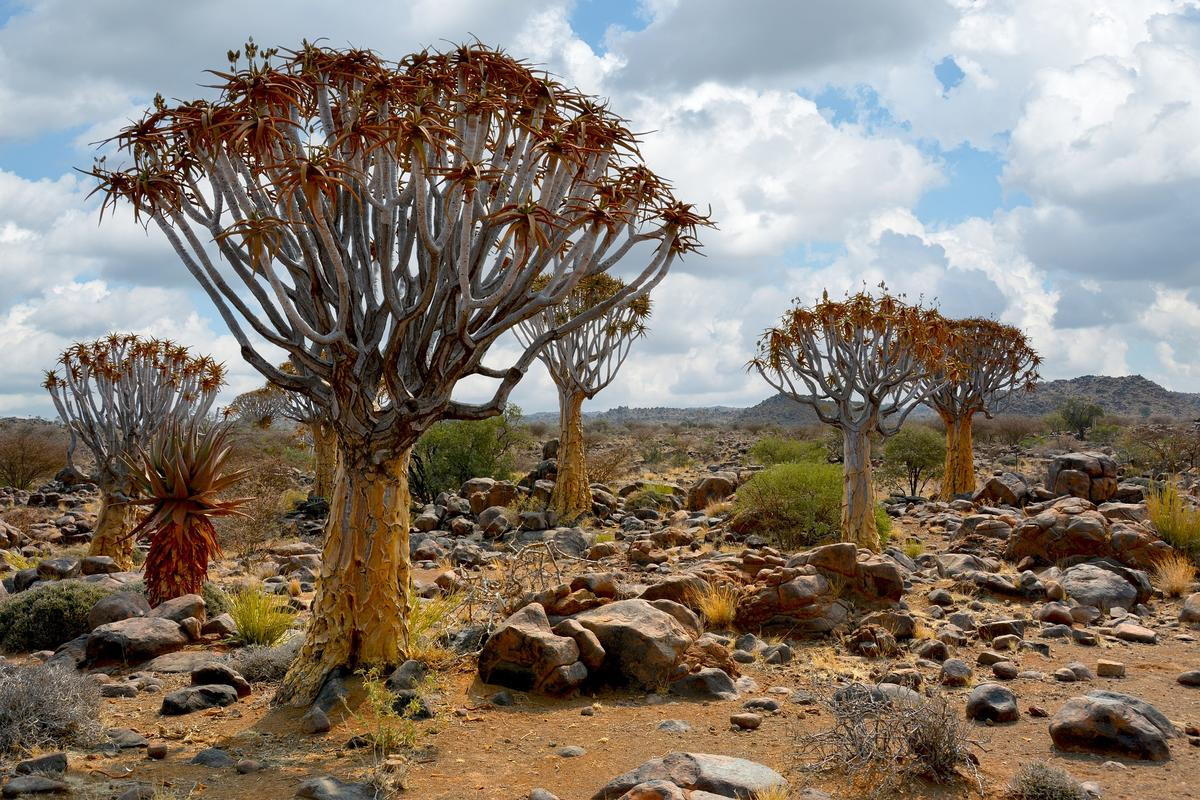 V51F Outjo, Namibia