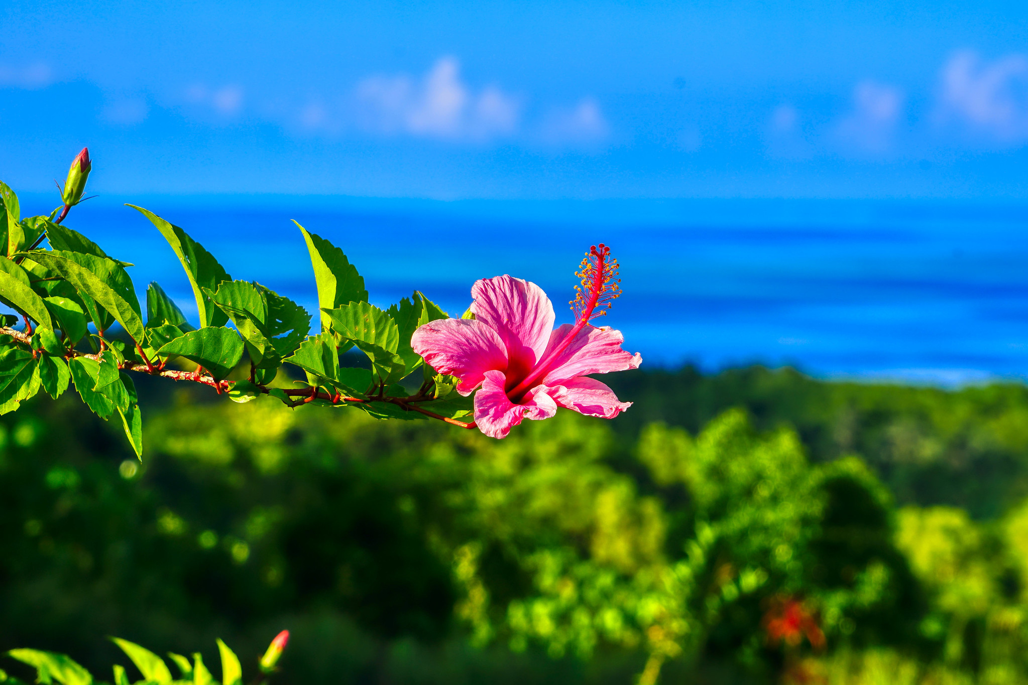 T88AR Palau T88AR Palau