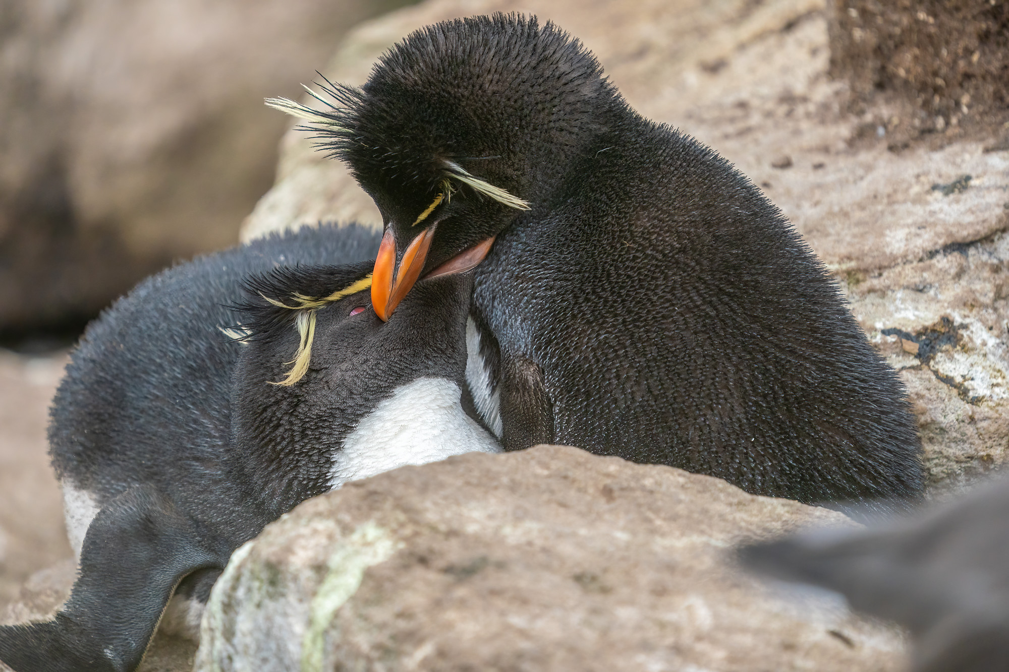 VP8THW Falkland Islands