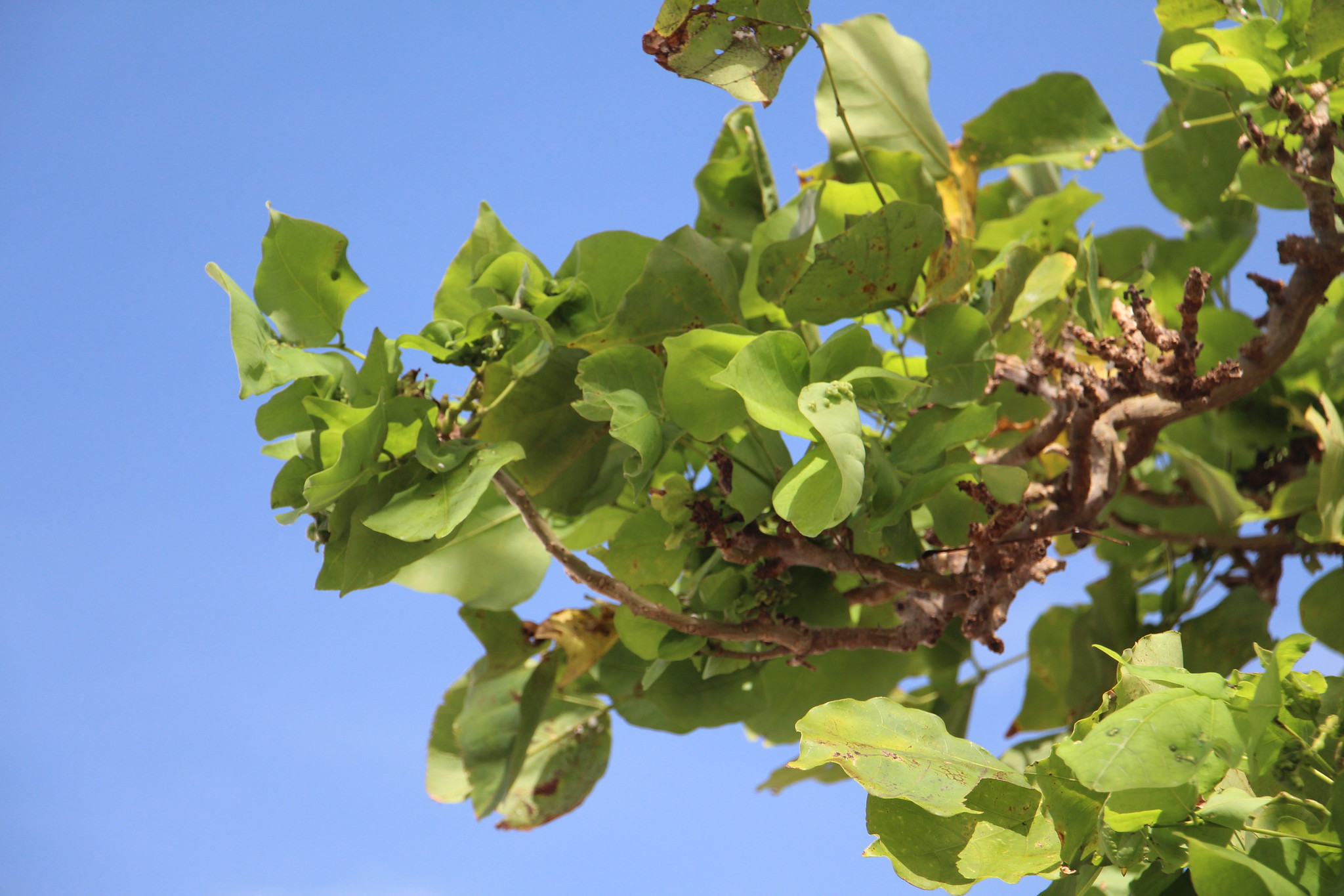 V6CU25 Chuuk Islands