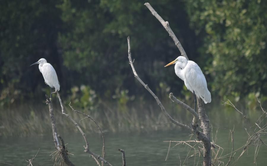 AT9SNP Little and great egret, Sunderbans national park, India.