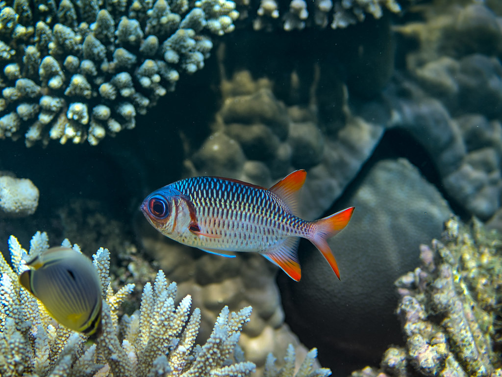 FH/UR9IDX Mayotte Island