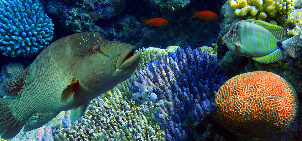 FO0ALE French Polynesia FO0ALE French Polynesia