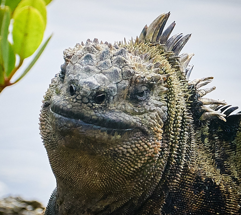 HD5MW/8 Galapagos Islands