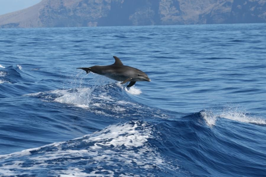 EA8/DL9RX Dolphin, Tenerife, Canary Islands