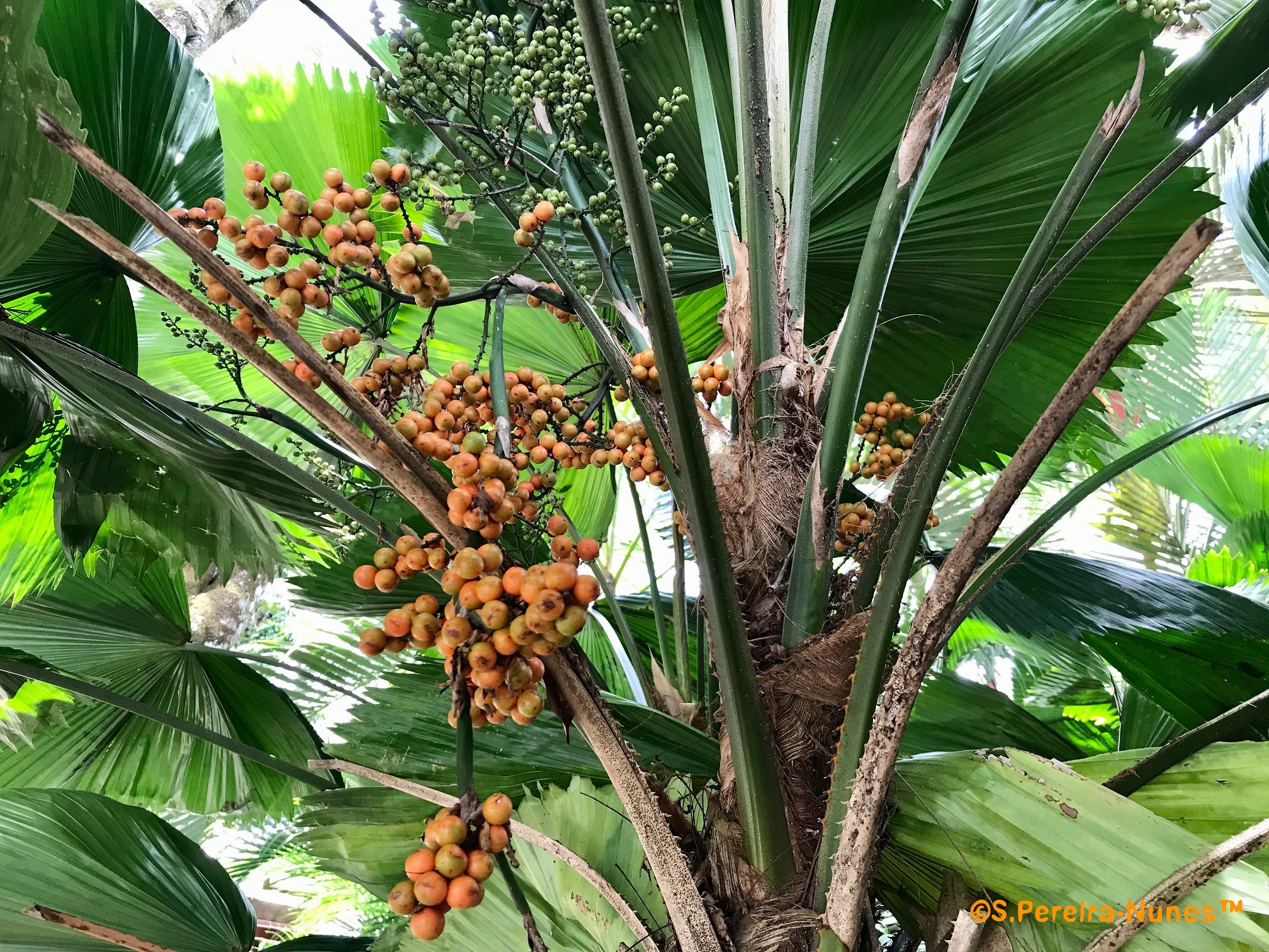 A31AA Tongatapu Island A31AA Tongatapu Island