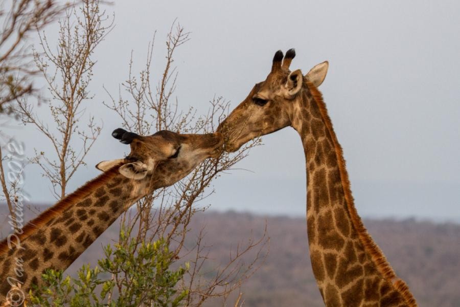 3DA0NJ Giraffe, Swaziland DX News