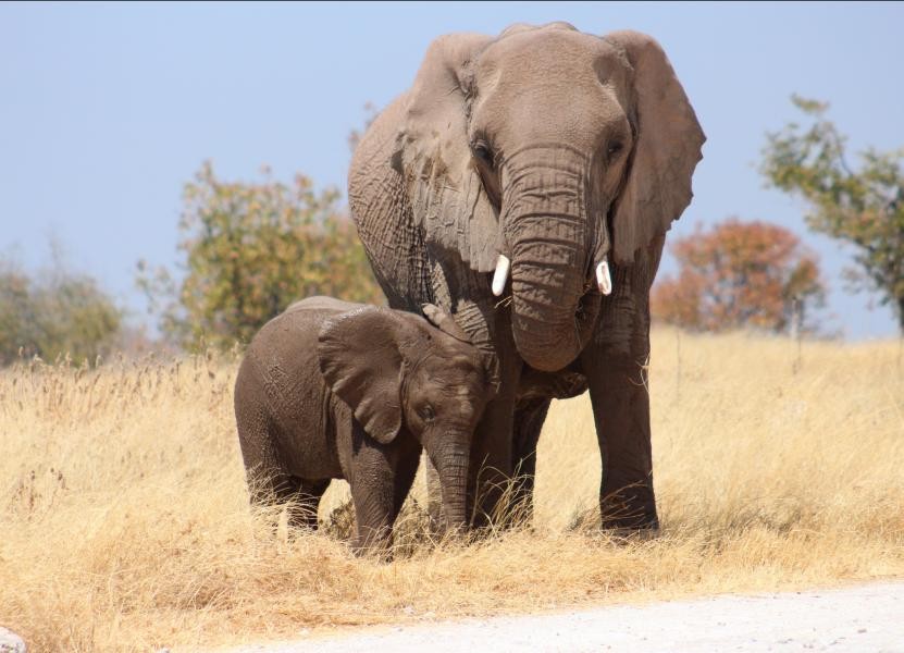 V5/ZS1AO/M Elephants, Namibia.