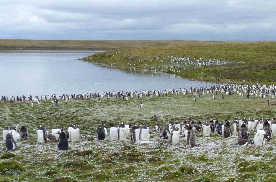 VP8HSO Gentoo Penguin Colony at Bluff Cove, Falkland Islands.