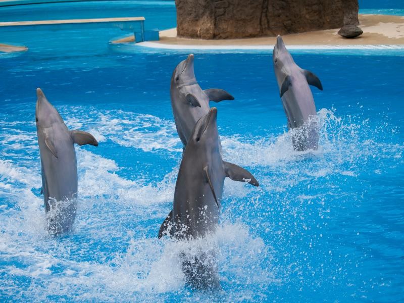 EA8/DL1QW Dolphins, Palmitos Park, Gran Canaria, Canary Islands.